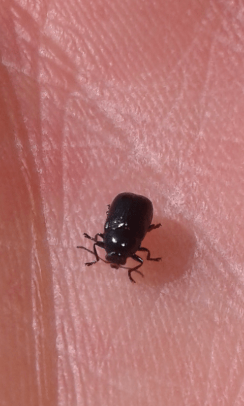 Chrysomelidae : Cryptocephalus marginatus? S.